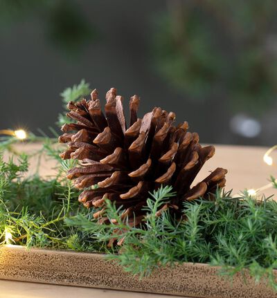 Kongler natur stor i pose Kongler natur stor i pose